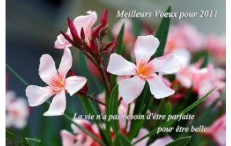 Meilleurs voeux 2011